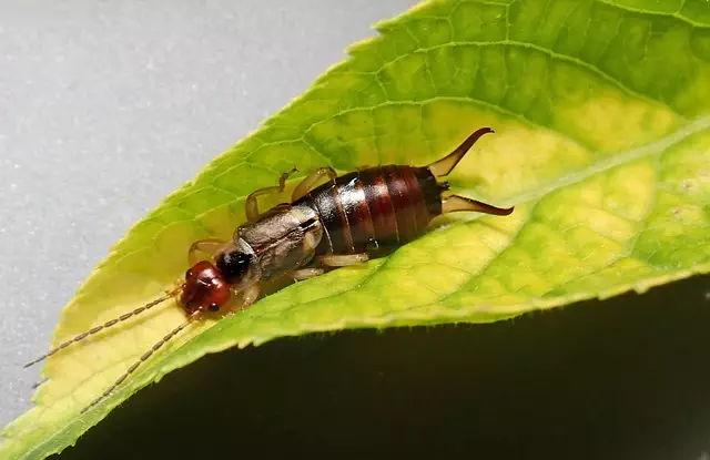 pest exterminator
