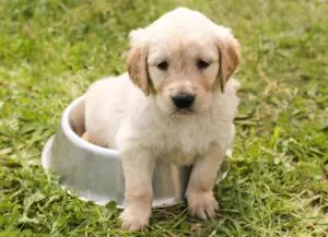 pet-sitting-640x480-12908800.jpeg