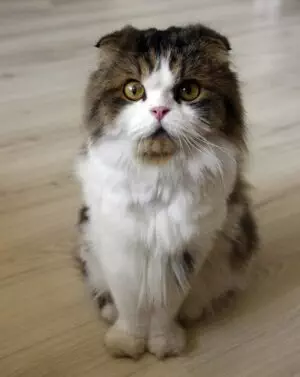 pet-sitting-640x480-42590259.jpeg