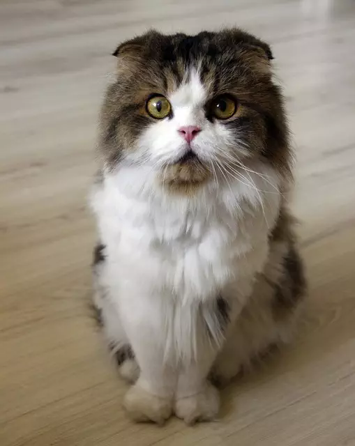 pet-sitting-640x480-42590259.jpeg