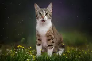 pet-sitting-640x480-45837821.jpeg