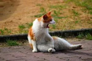 pet-sitting-640x480-51041770.jpeg