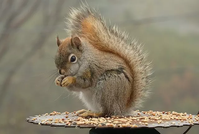 Professional Rodent Control