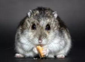 professional-rodent-control-640x480-32505261.jpeg