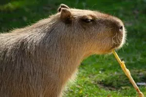 professional-rodent-control-640x480-65931470.jpeg