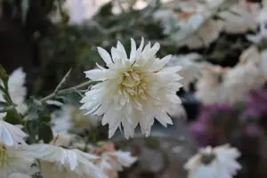 pure-cbd-isolate-640x480-73738749.jpeg