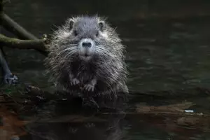 rodent-control-640x480-11744620.jpeg