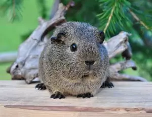 rodent-control-640x480-1704388.jpeg