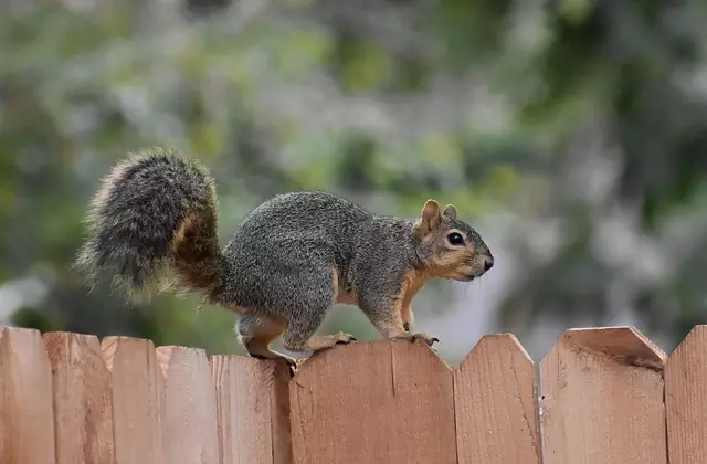 Rodent Control