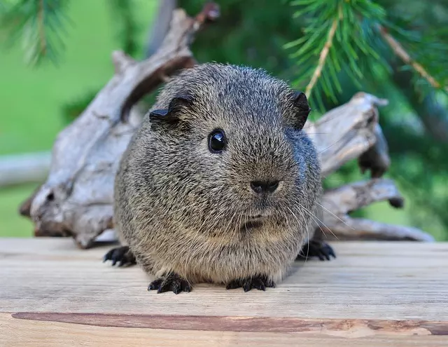 Rodent Control