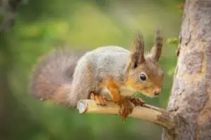 rodent-control-640x480-73469410.jpeg