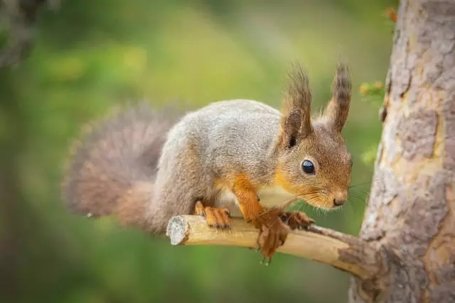 rodent-control-640x480-73469410.jpeg