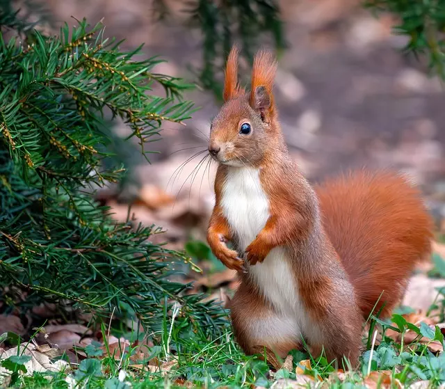 Rodent Control