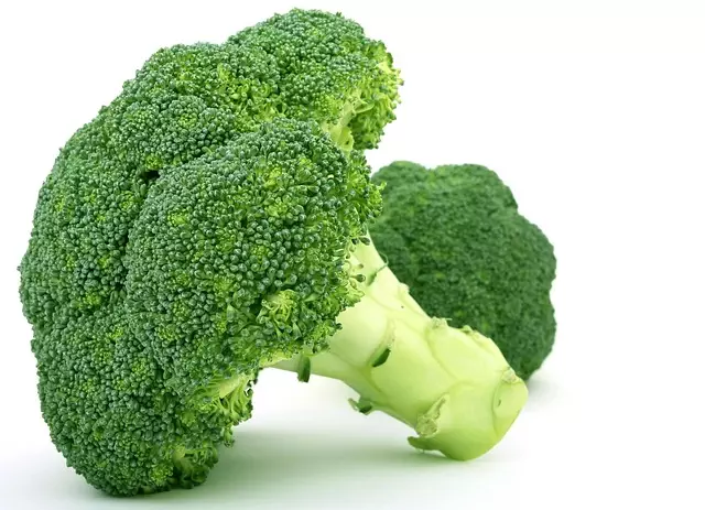 semaglutide diet program