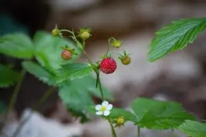 strawberry-rosin-gummies-640x480-86739356.jpeg