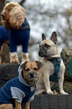 tactical-dog-harness-640x480-11161381.jpeg