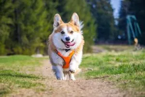 tactical-dog-harness-640x480-66055810.jpeg