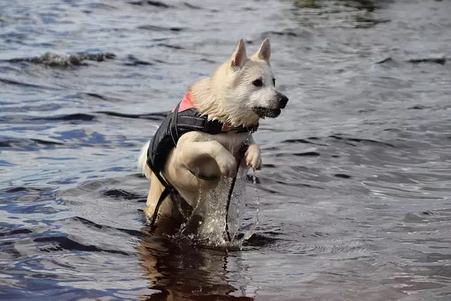 tactical-dog-vest-640x480-70601248.jpeg