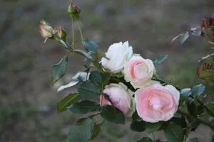 divorce-mediator-in-my-area-640x480-19948335.jpeg
