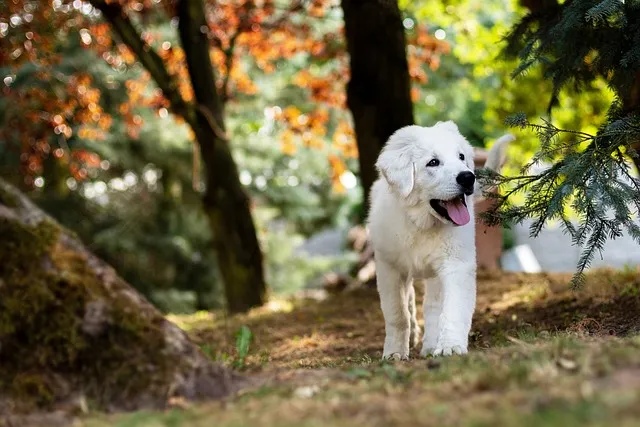 heated dog house