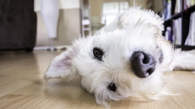 heated dog house