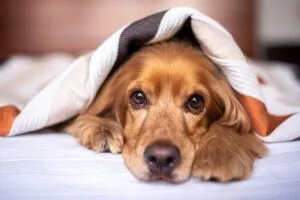 heated-dog-house-640x480-60168056.jpeg