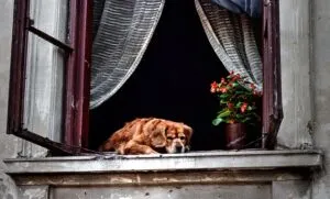 heated-dog-house-640x480-68445520.jpeg