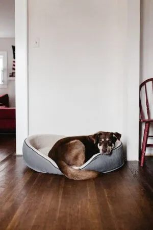 heated-dog-house-640x480-69896573.jpeg