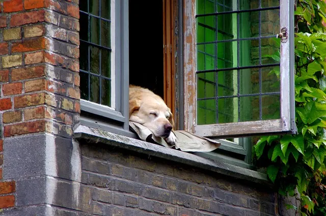 heated dog house
