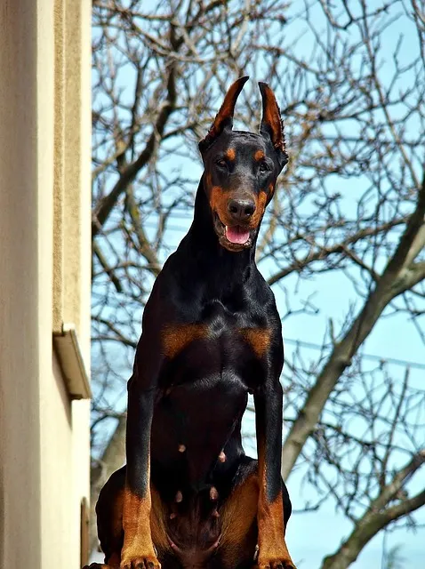heated dog house