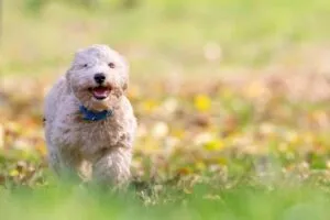 heated-dog-house-640x480-88711071.jpeg