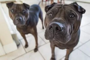 heated-dog-house-640x480-90122560.jpeg