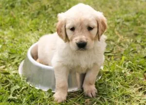 heated-dog-house-640x480-92222164.jpeg