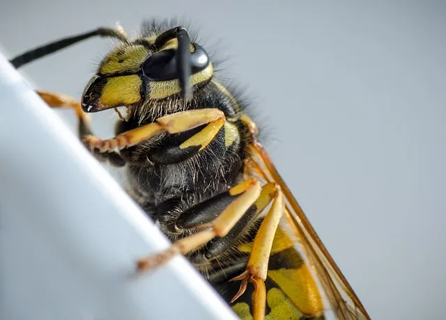 insect control services