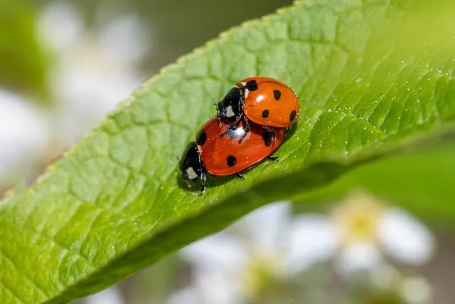 insect control services