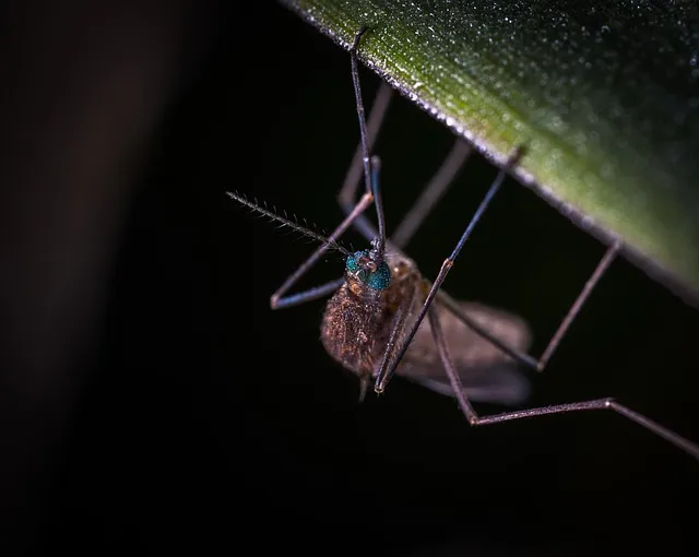 mosquito-and-tick-control-640x480-33500477.jpeg