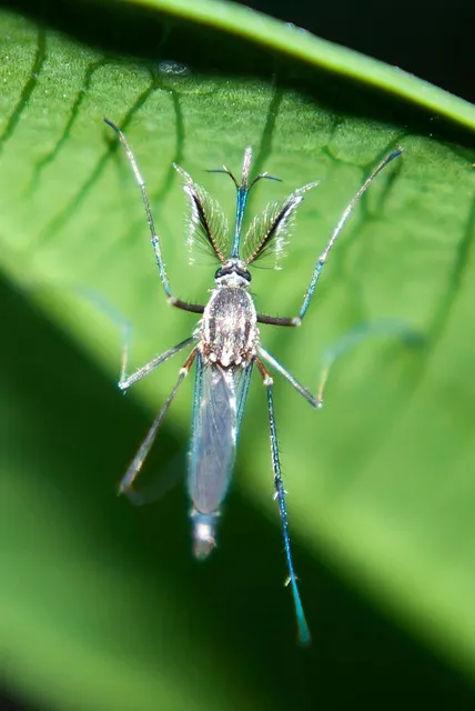 mosquito and tick control