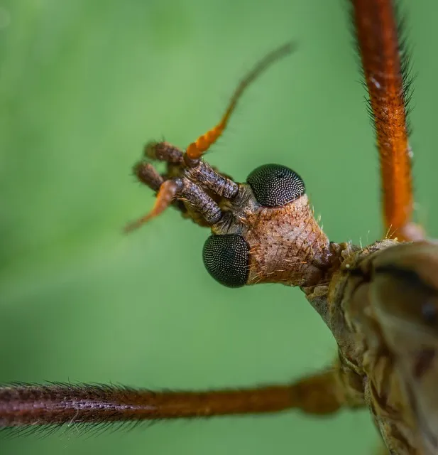 Mosquito Control