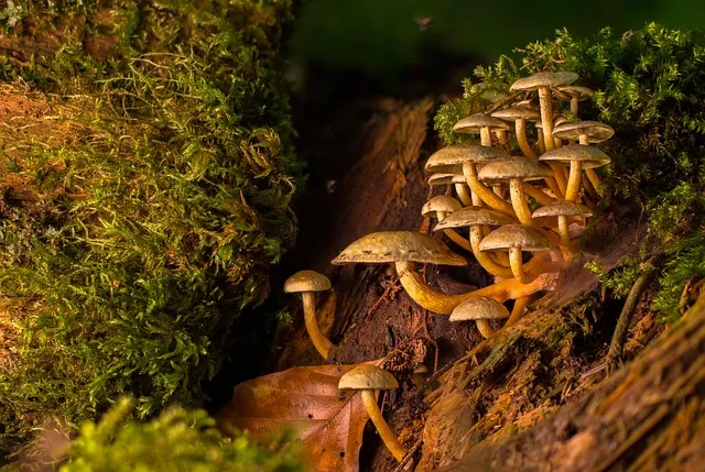 Mushroom Gummies for Focus