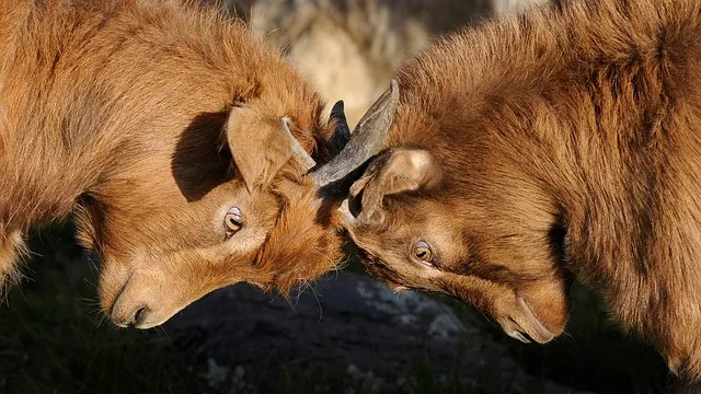 online dispute resolution