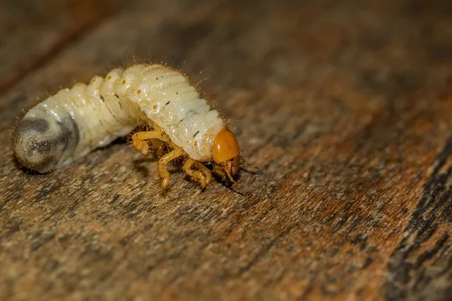 pest-exterminator-640x480-63032402.jpeg