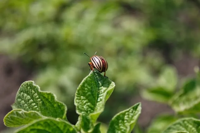 pest exterminator