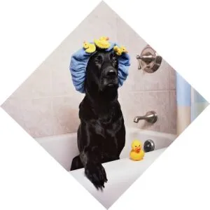 pet-spot-cleaning-carpet-640x480-797257.jpeg