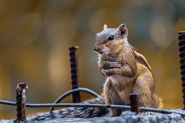rodent-control-640x480-66884953.jpeg