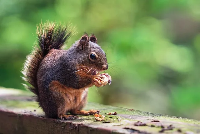 Rodent Control