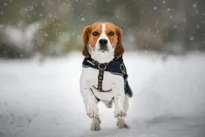 tactical-dog-harness-640x480-71418598.jpeg