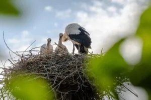 zoom-based-family-mediator-640x480-55420947.jpeg