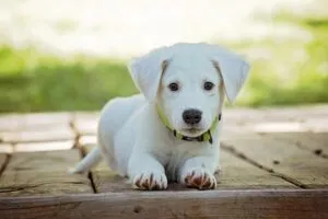 Warm Comfort: Understanding Heated Dog Houses for Safe, Happy Pets