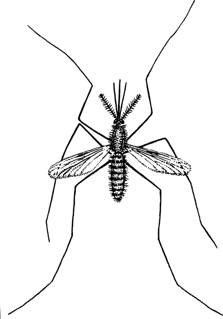 insect-control-services-640x480-50536179.png