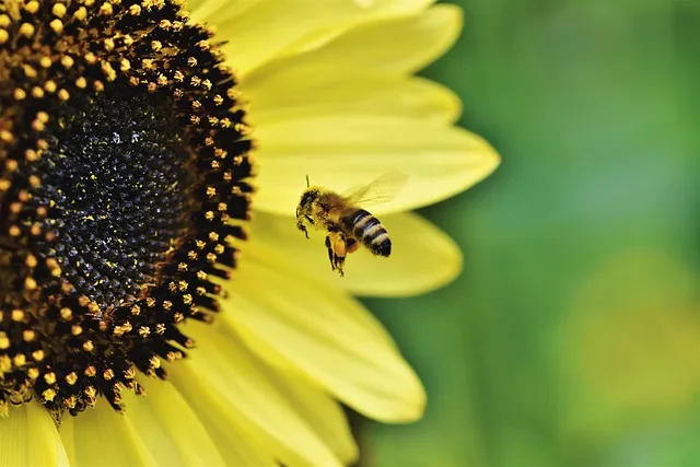insect control services